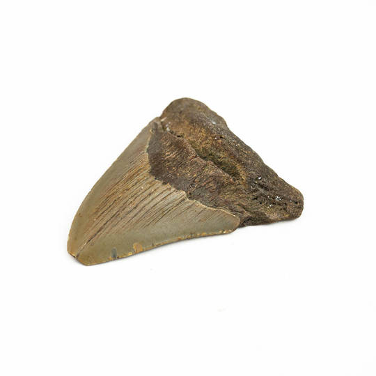 Natural Megalodon Tooth image 2