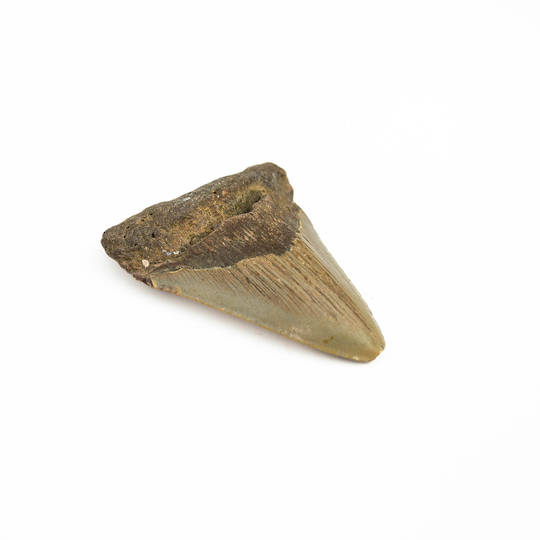 Natural Megalodon Tooth image 3