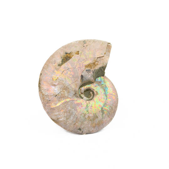 Ammonite Fossil image 1