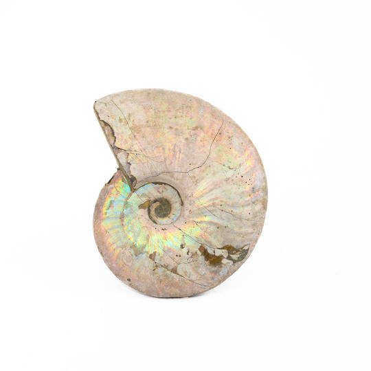 Ammonite Fossil image 0