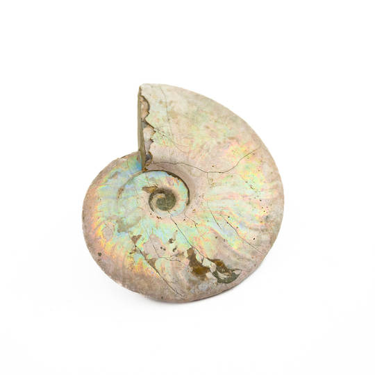 Ammonite Fossil image 2