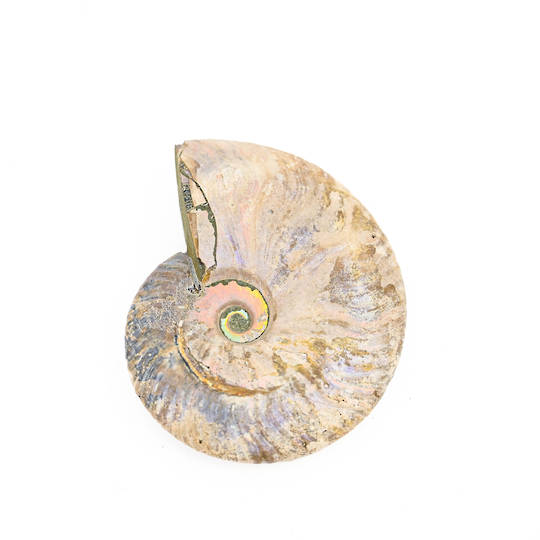 Ammonite Fossil image 0