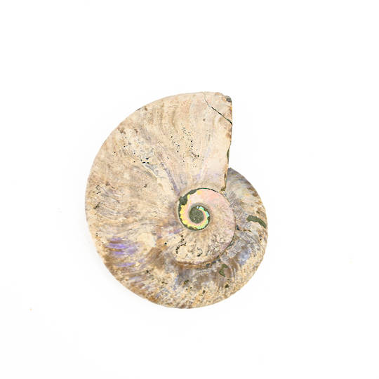 Ammonite Fossil image 1