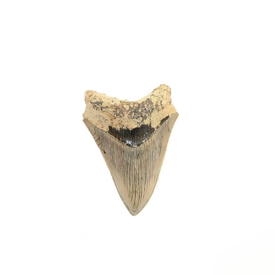 Natural Megalodon Tooth image 1