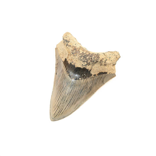 Natural Megalodon Tooth image 3