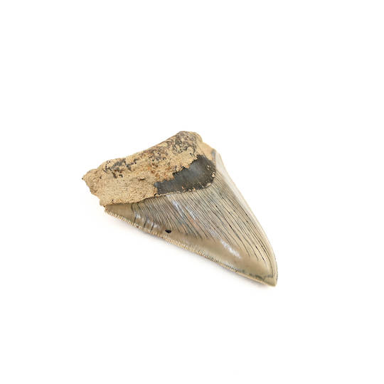 Natural Megalodon Tooth image 5
