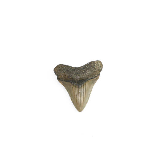 Natural Megalodon Tooth image 0