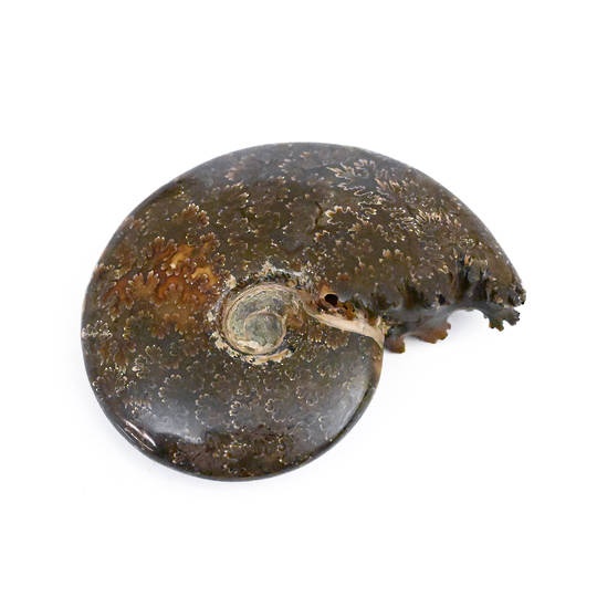 Ammonite Fossil (Polished) image 1