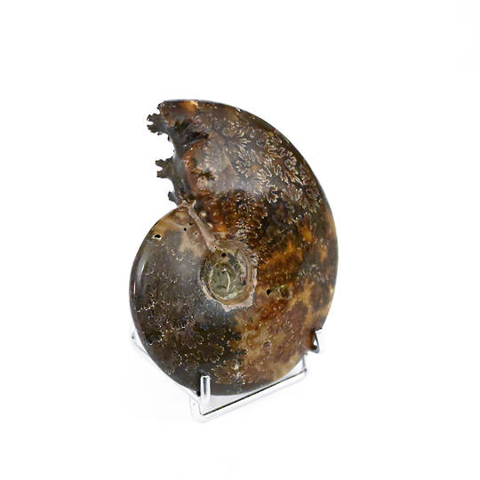 Ammonite Fossil (Polished) image 2