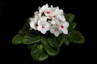 African Violets - Bright Gifts Small Packages