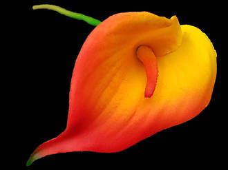 Calla Lily - Orange Yellow Soft Touch