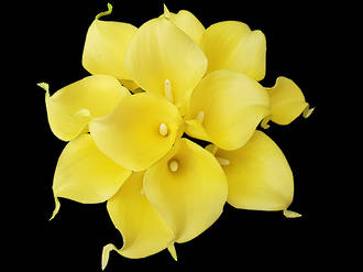 Calla Lily - Tropical Yellow Posy