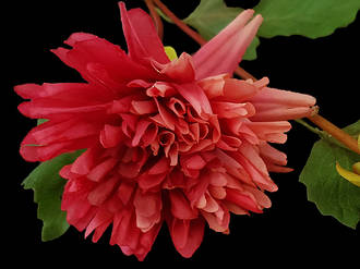 Dahlia - Rustic Pink - Silk Flowers