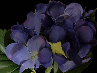 Hydrangea – Blue Purple