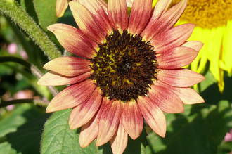 Helianthus - Sunflower to the Gods