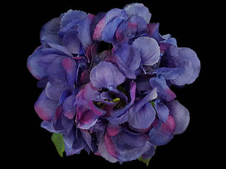 Hydrangea – Dark Royal Blue