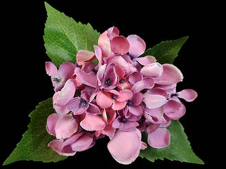 Hydrangea – Lavender Pink