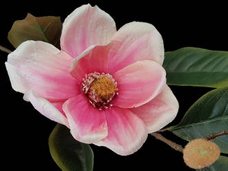Magnolia – Pink Branch Stem