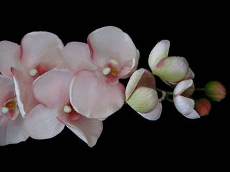 Phalaenopsis Orchid Soft Pink