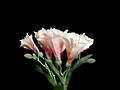 Alstroemeria - Salmon Princess Lily