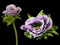 Anemone - Wild Lavender