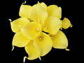 Calla Lily - Tropical Yellow Posy