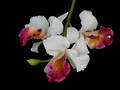 Cattleya Orchid – Fuchsia & White