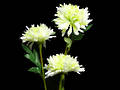 Chrysanthemum - White