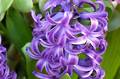 Hyacinth - Heavenly Hyacinth