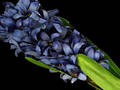 Hyacinth - Dark Blue - Artificial Stem