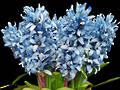 Hyacinth - Light Blue - Artificial Stem