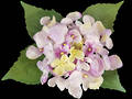 Hydrangea – Light Lilac