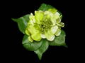 Hydrangea - Mint Green Pick
