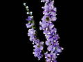 Larkspur Stem – Wild Lilac