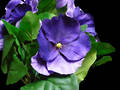 Pansy Bush - Violet/Lavender