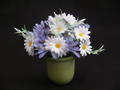 Potted Agapanthus & Daisy Blooms