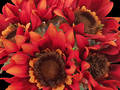 Sunflower - Red Orange Bunch