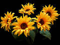 Sunflower Bunch - Artificial