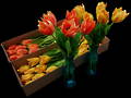Tulips Stems - 2 colours