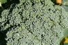 Broccoli-100x66