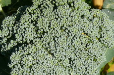 Broccoli-230x153
