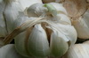 Garlic 04-100x66