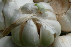 Garlic 04-230x153