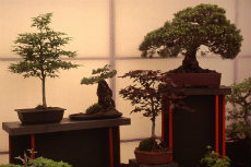 Bonsia - The High Art of Bonsia bonsai 018-230x153