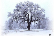 Black Oak Tree George-230x153