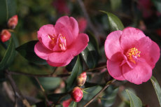 Camellia sasangua 10-230x153