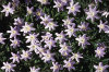 anemone-nemorosa 01-100x66