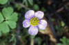 anemone-obtusiloba 02-100x66