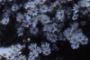 Aster 022-100x66