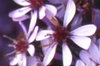 Aster 024-100x66